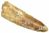Fossil Spinosaurus Tooth - Real Fossil Tooth #370748-1
